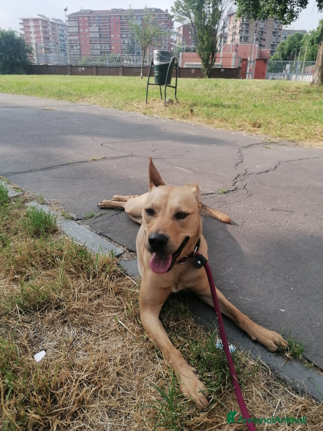 Meticcio cani in regalo: Luna, meticcia di 3 anni in regalo - Annuncio 5