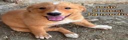 Meticcio cani in regalo: CUCCIOLI SOLI ED ESCLUSI  a Città Metropolitana di Genova - Annuncio 2