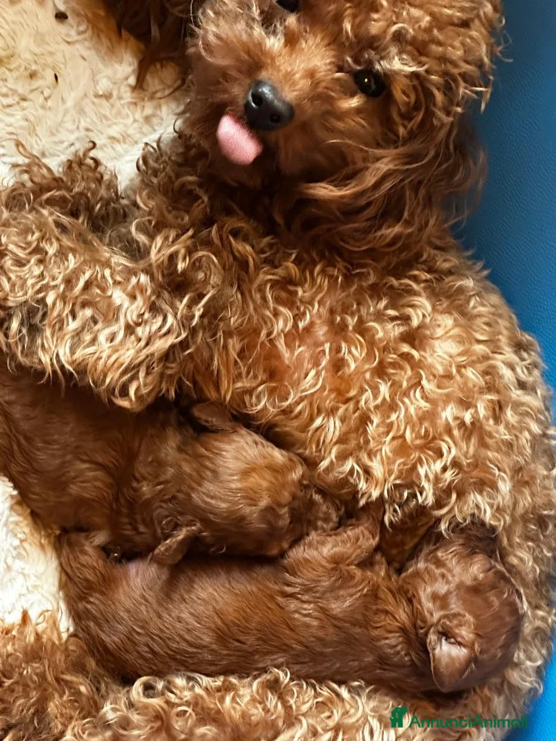 Barbone cani in vendita: Cuccioli barbone toy color fulvo - Annuncio 6