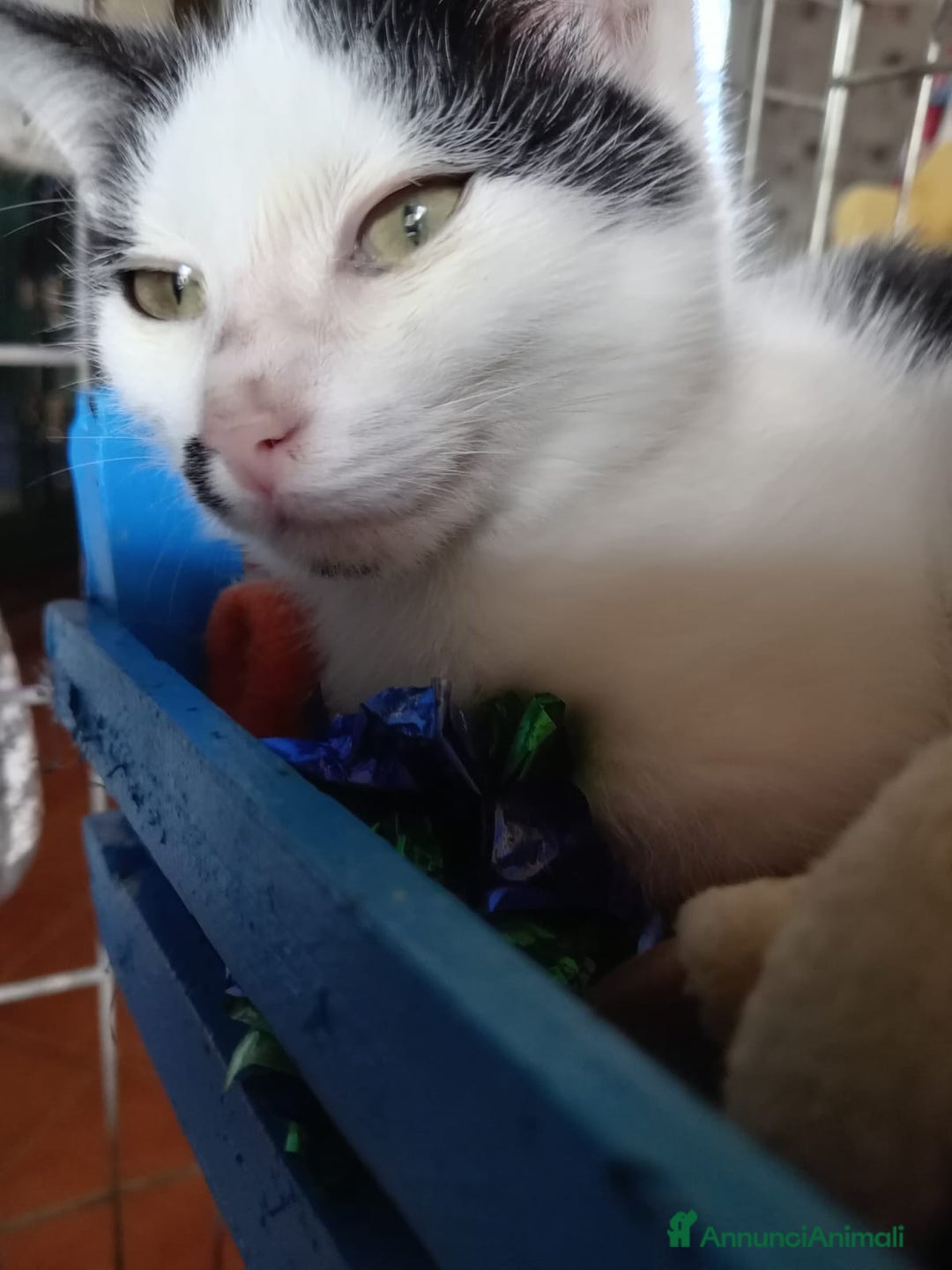 Europeo gatti in regalo: cuccioli 2 mesi e mezzo cercano casa🤍 - Annuncio 2