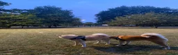Akita Inu cani in vendita: cucccioli - Annuncio 11