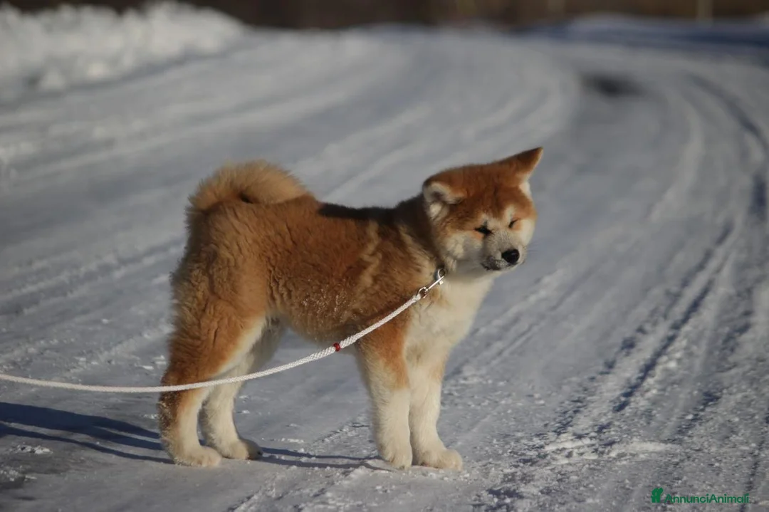 Akita Inu cani in vendita: Bellissimo maschietto Akita Inu - Annuncio 2