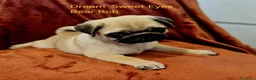 Carlino cani in vendita: Cuccioli carlino con pedigree ENCI  - Annuncio 17