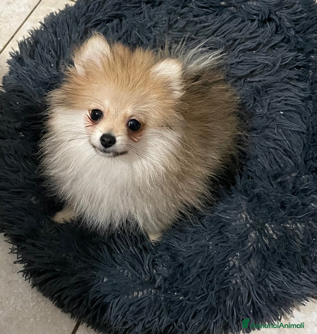 Volpino Pomerania cani in vendita: Spitz nano femmina - Annuncio 7