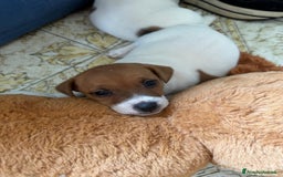 Jack Russell cani in vendita: Cedesi cuccioli di Jack Russell Terrier  a Città Metropolitana di Torino - Immagine 11