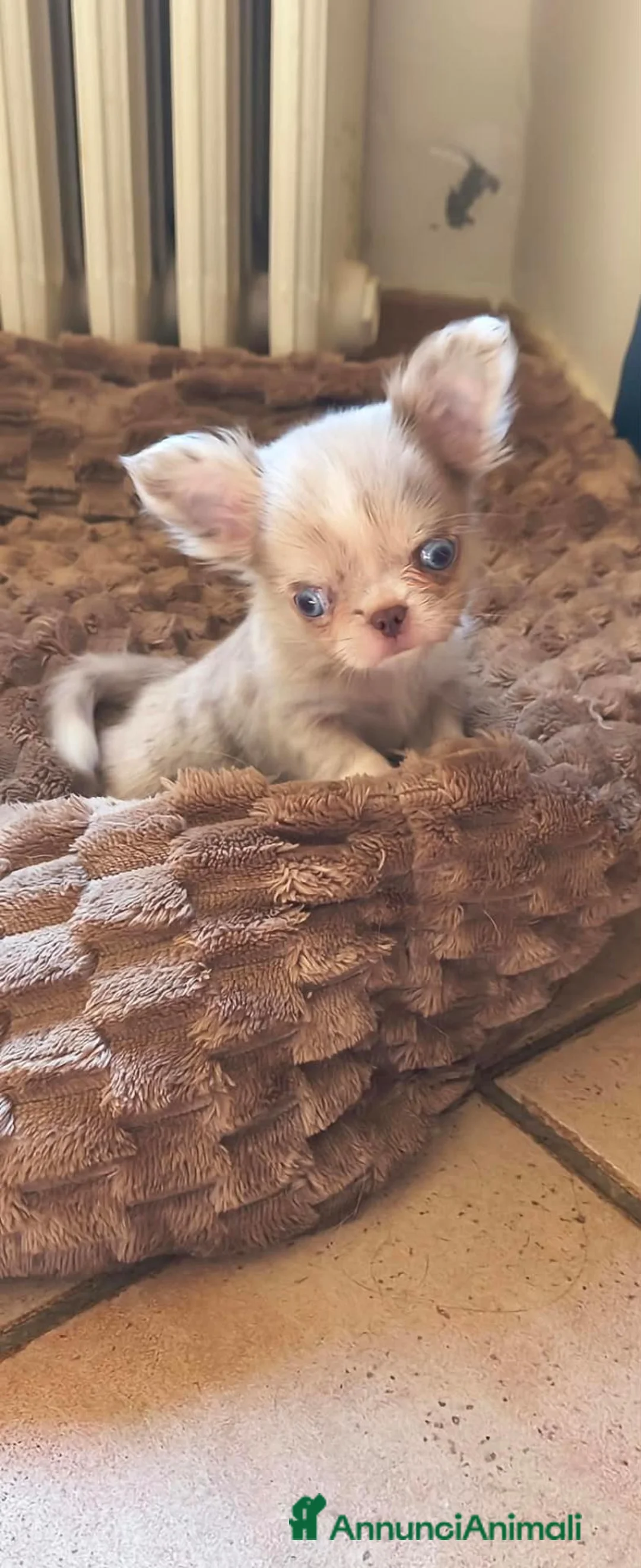 Chihuahua cani in vendita: CHIHUAHUA MASCHIO PELO LUNGO - Annuncio 4