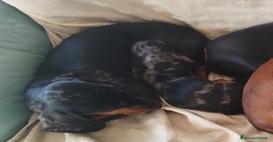 Bassotto cani a Città metropolitana di Roma Capitale - Annuncio 2