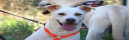 Meticcio cani in regalo: Akira mix labrador in adozione  - Annuncio 2