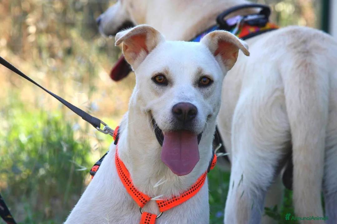 Meticcio cani in regalo: Akira mix labrador in adozione  - Annuncio 2