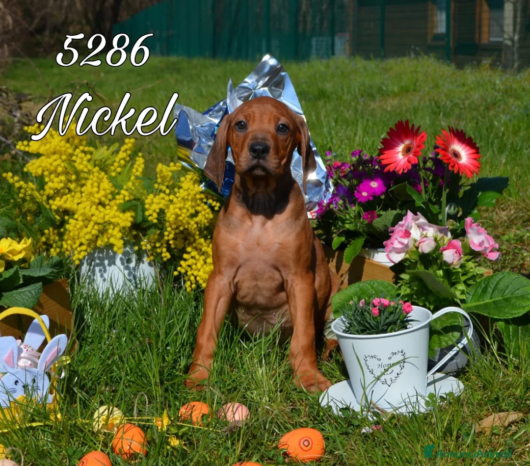 Immagine della galleria {{count}}