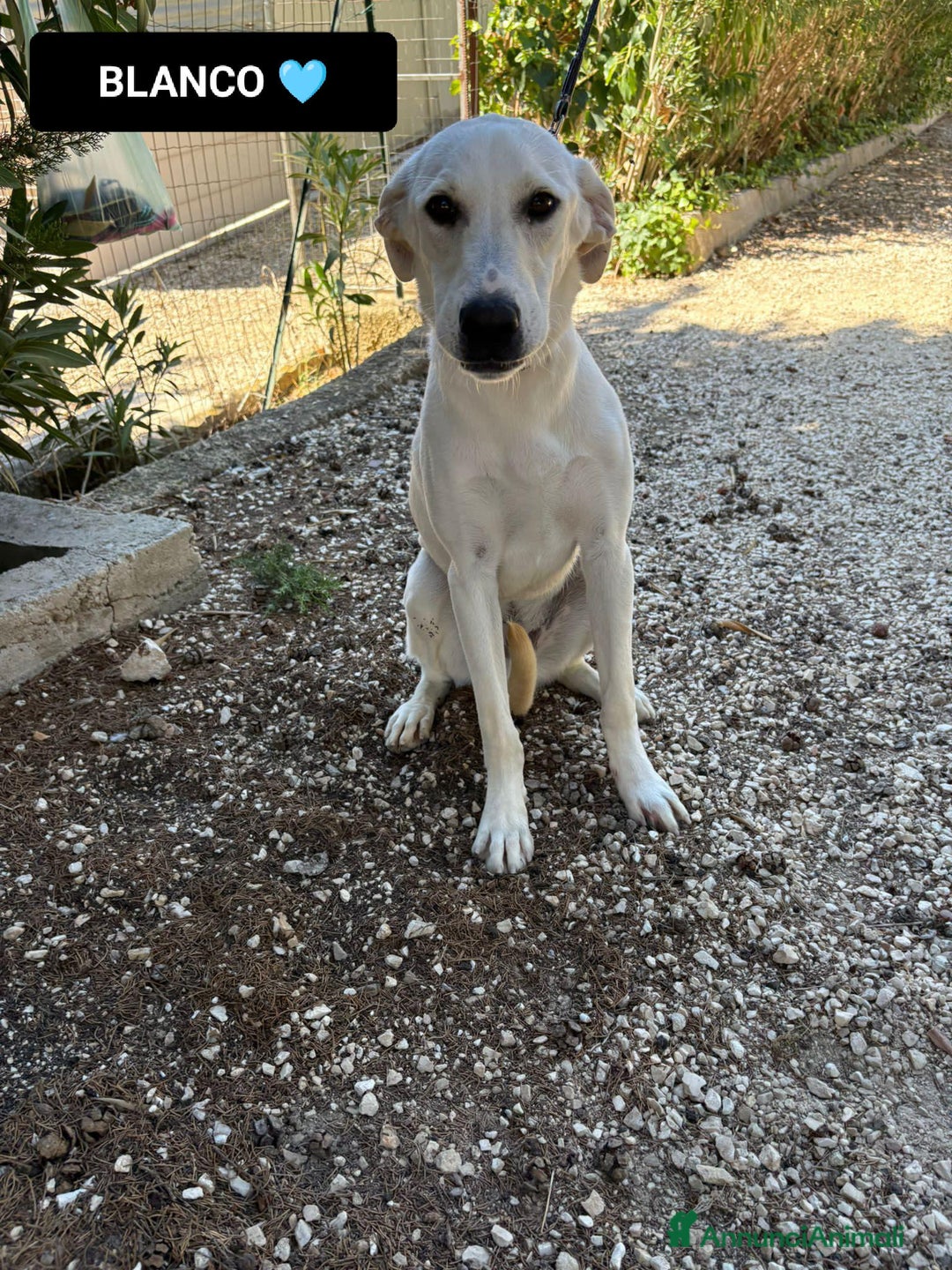 Altre razze cani in regalo: aramis blanco radames - Annuncio 4