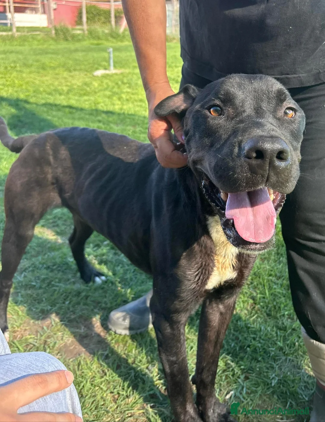 Meticcio cani in regalo: The King- cane nero mix labrador molosetto - Annuncio 6