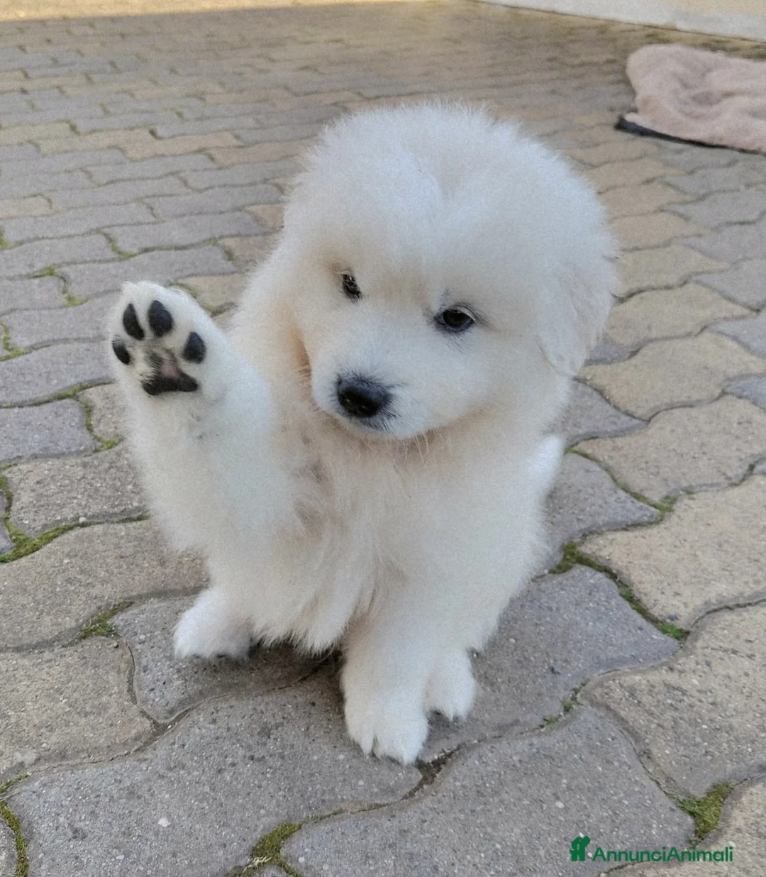 Meticcio cani in regalo: UNA MAMMA PER MENNIE a Provincia di Varese - Annuncio 8