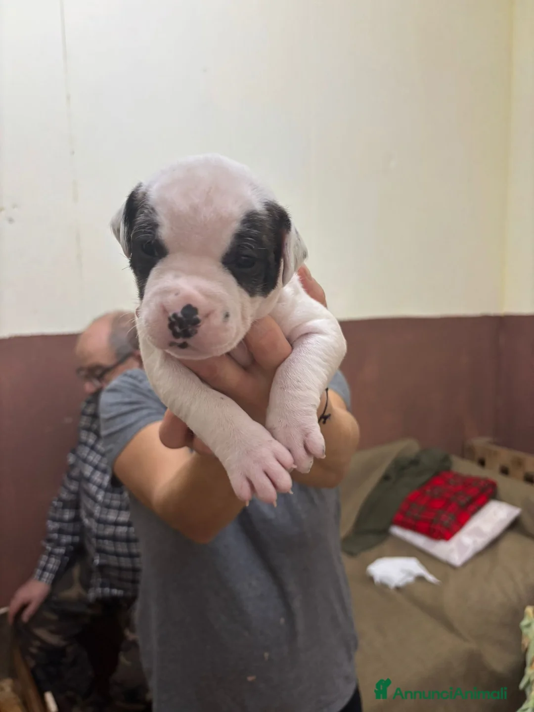 American Bully cani in vendita: BULLDOG AMERICANI - Annuncio 9