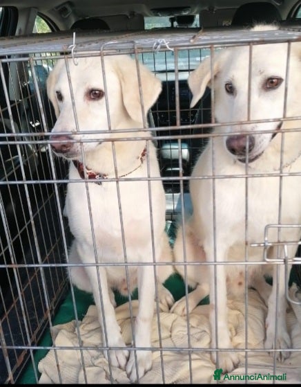 Meticcio cani 2fratelli mix Labrador 6anni ok gatti TISCANA SOS  - Annuncio 2