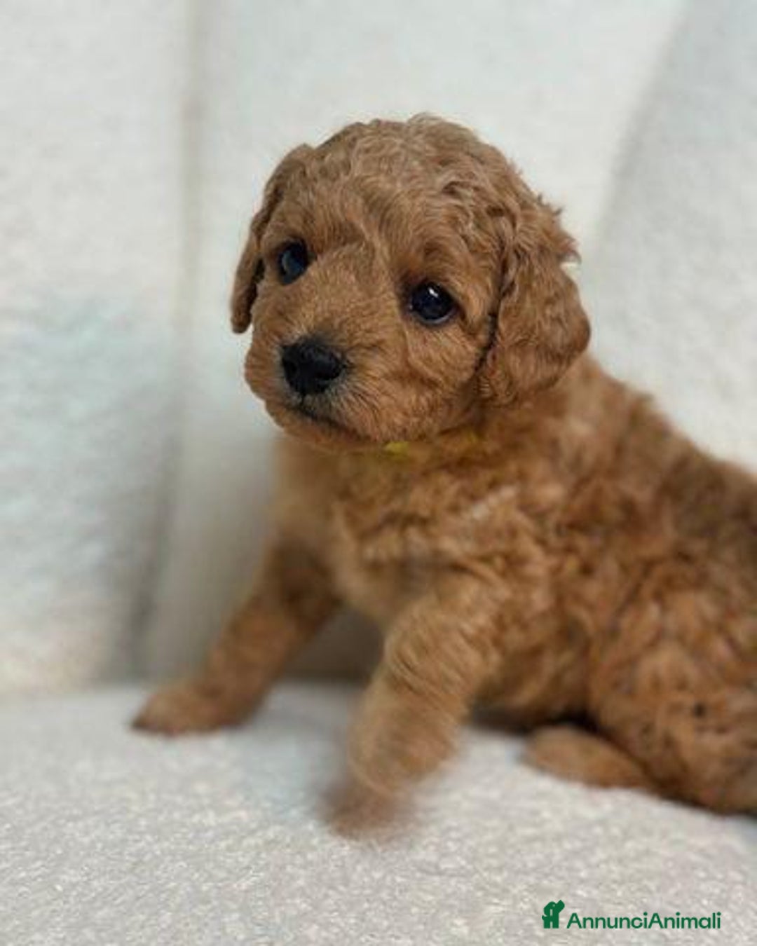 Meticcio cani in vendita: Cuccioli di Mini Goldendoodle F1BB - Annuncio 6