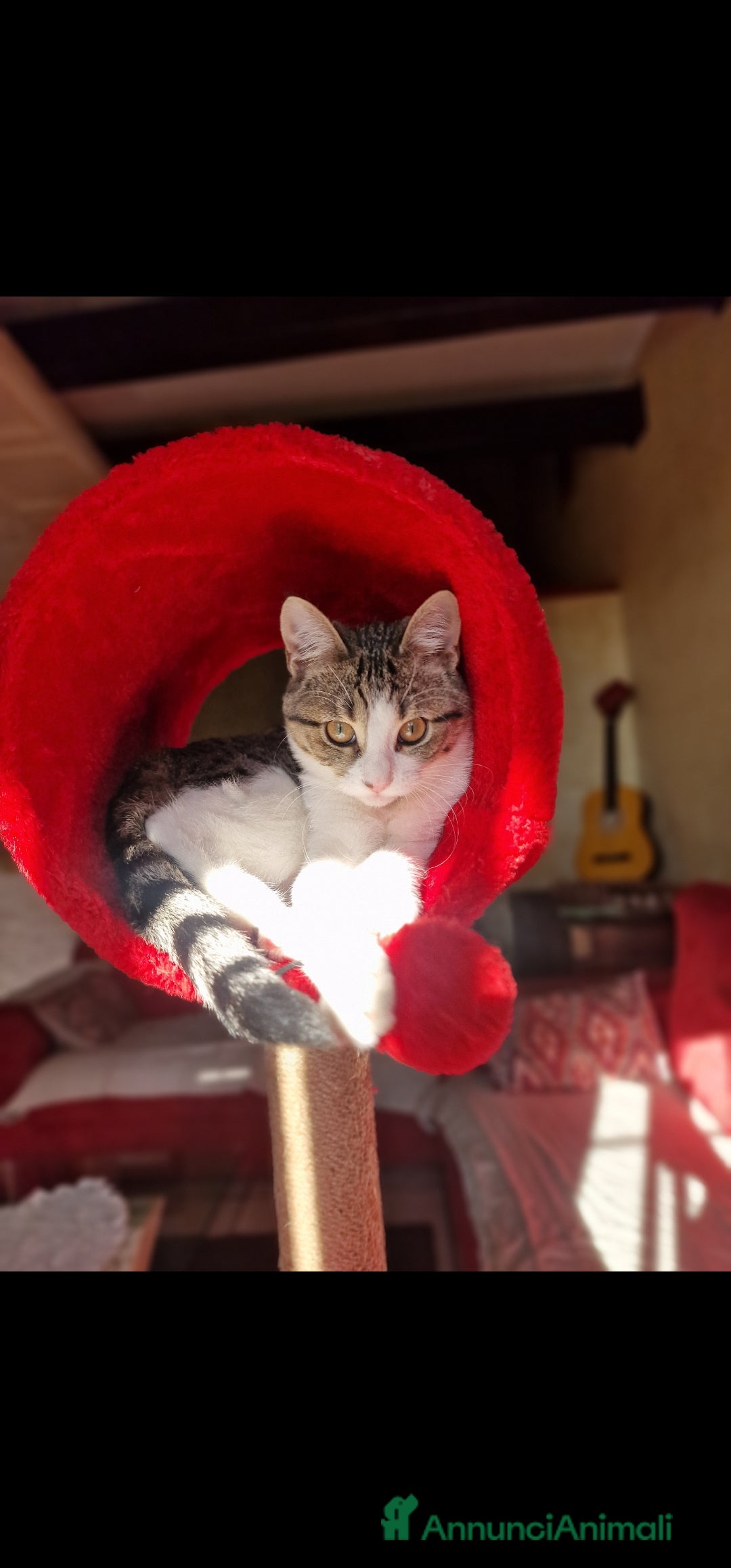 Altre razze gatti in regalo: gatto in adozione - Immagine 1