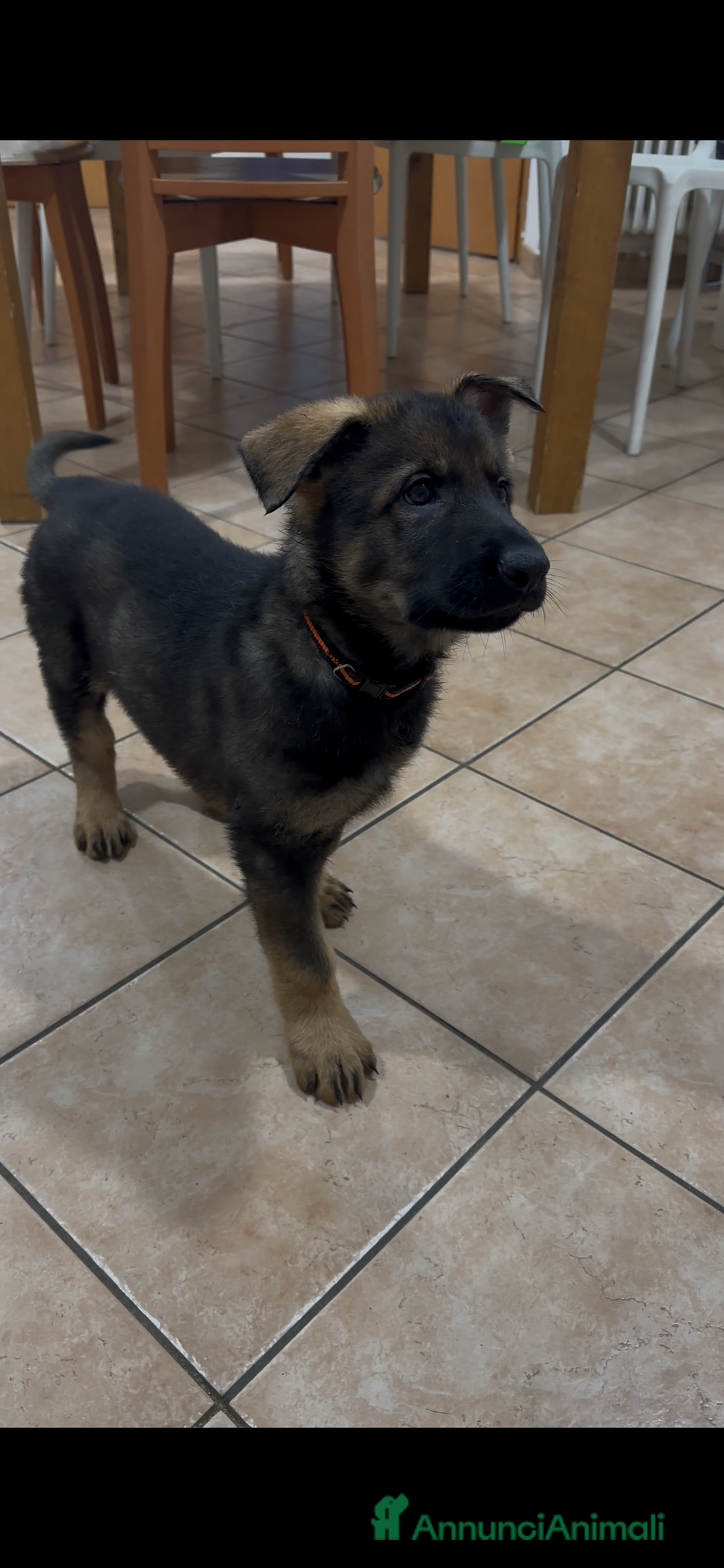 Pastore Tedesco cani in vendita: Cuccioli di pastore tedesco linea da lavoro  - Annuncio 2