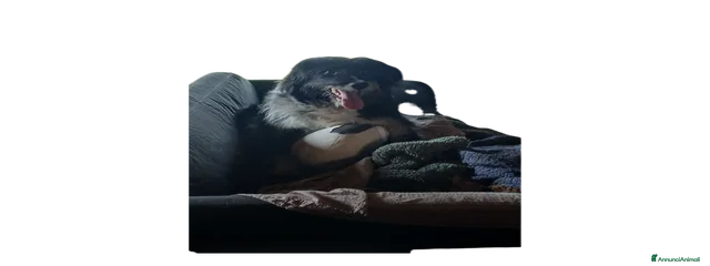 Lola