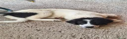 Pastore Abbruzzese Maremmano cani in vendita: Cuccioli di pastore maremmano - Annuncio 3