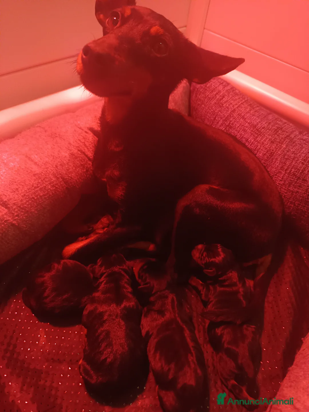 Pinscher Miniatura cani in vendita: Pinscher cuccioli nero focato pedigree ENCI  - Annuncio 3