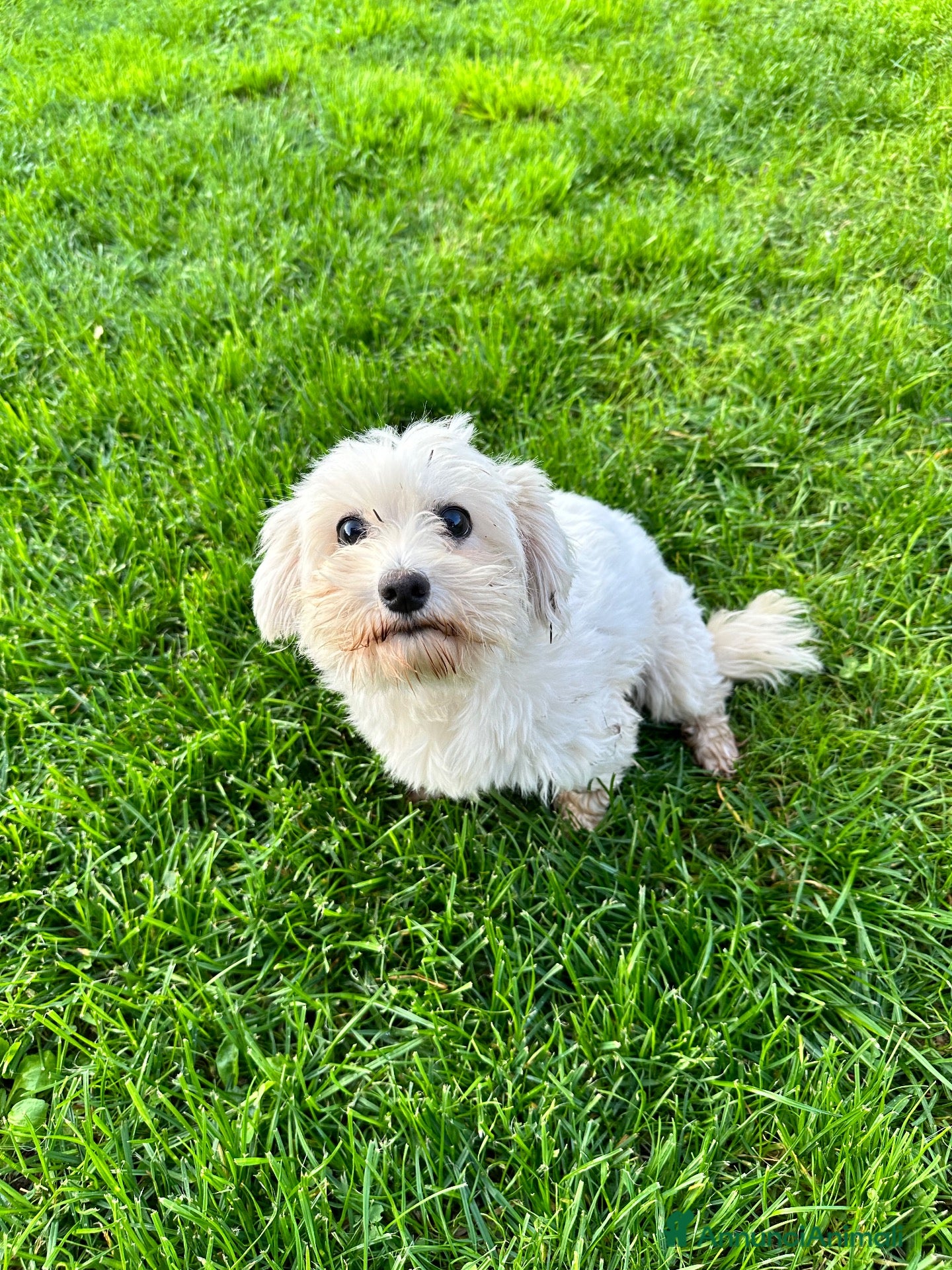 Maltese cani Maltese dolcissima  - Annuncio 38