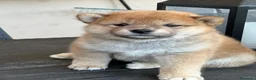 Shiba Inu cani in vendita: Cuccioli di Shiba Inu a Provincia di Frosinone - Annuncio 4