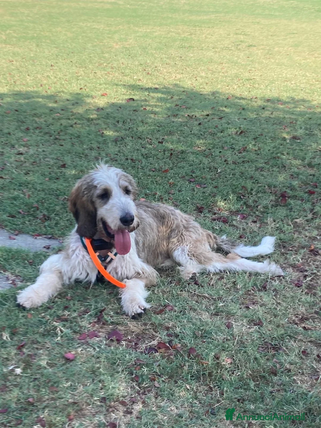 Meticcio cani in regalo: Oscar a Provincia di Asti - Annuncio 1