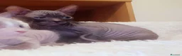 Sphynx gatti in vendita: Cucciolo sphynx  - Annuncio 2