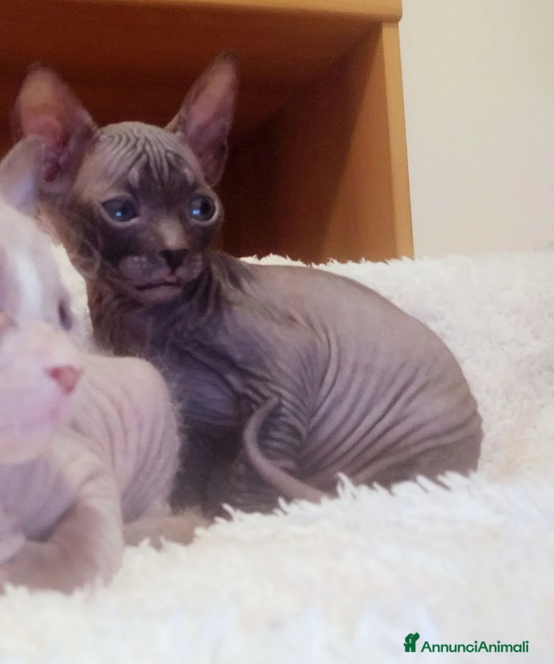 Sphynx gatti in vendita: Cucciolo sphynx  - Annuncio 2