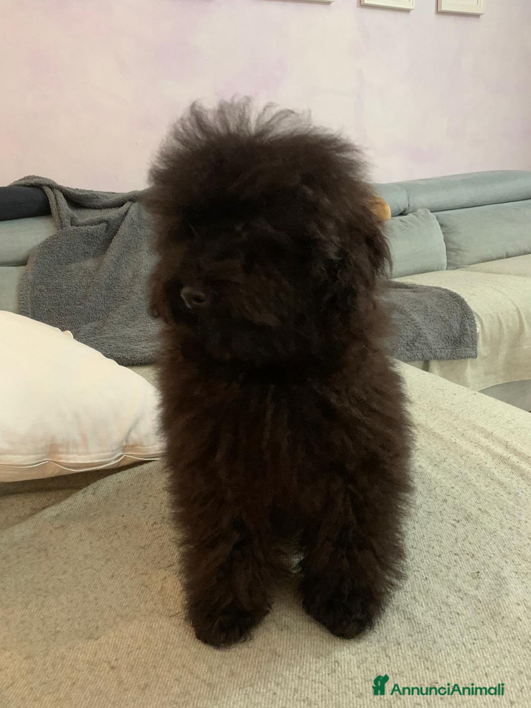 Barboncino cani in vendita: Barboncini neri e bianchi con Pedigree  a Vercelli - Annuncio 17