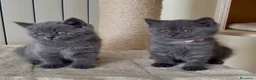 Scottish gatti in vendita: Scottish fold e straight  - Annuncio 19