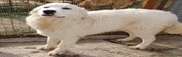 Meticcio cani in regalo: IL DOLCISSIMO E BELLISSIMO OSLO - Annuncio 2