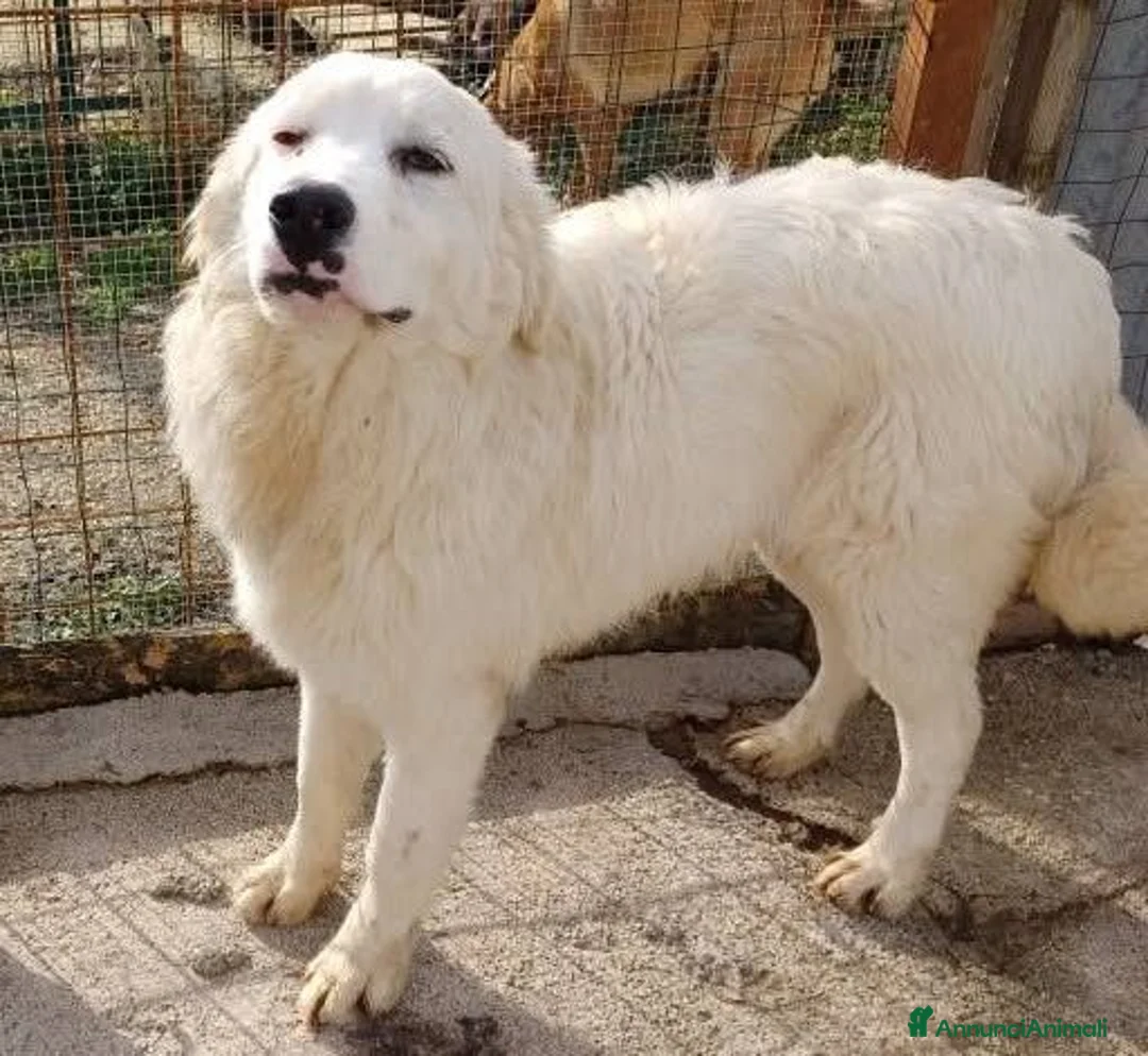 Meticcio cani in regalo: IL DOLCISSIMO E BELLISSIMO OSLO - Annuncio 2