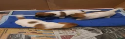 Jack Russell cani in vendita: Jack russell  - Annuncio 3
