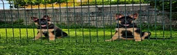 Pastore Tedesco cani in vendita: Cucciole di pastore tedesco nero focato - Annuncio 1