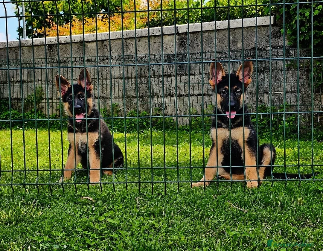 Pastore Tedesco cani in vendita: Cucciole di pastore tedesco nero focato - Annuncio 1