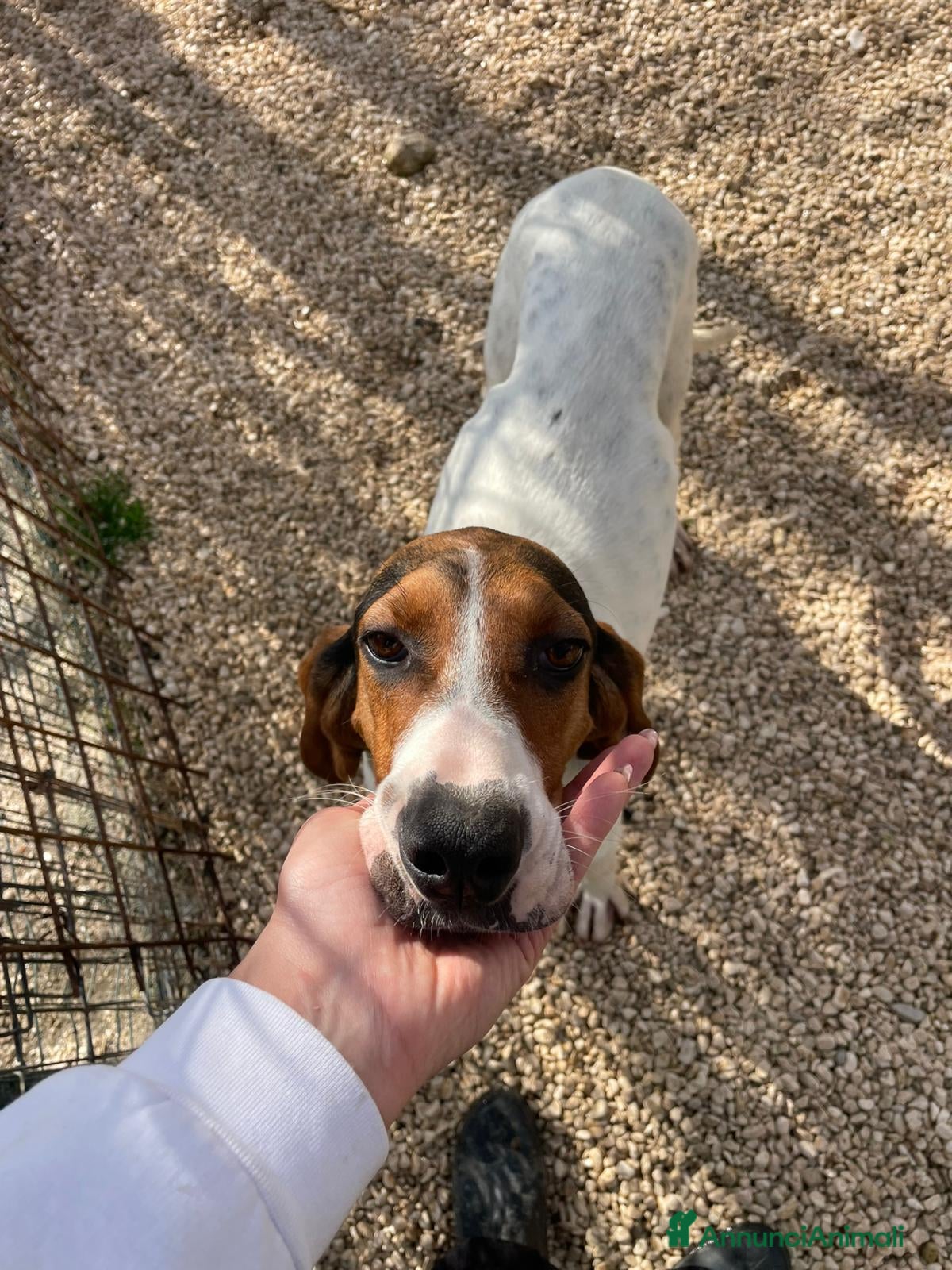 Segugio cani SOS DOLCE PENNY - Annuncio 25