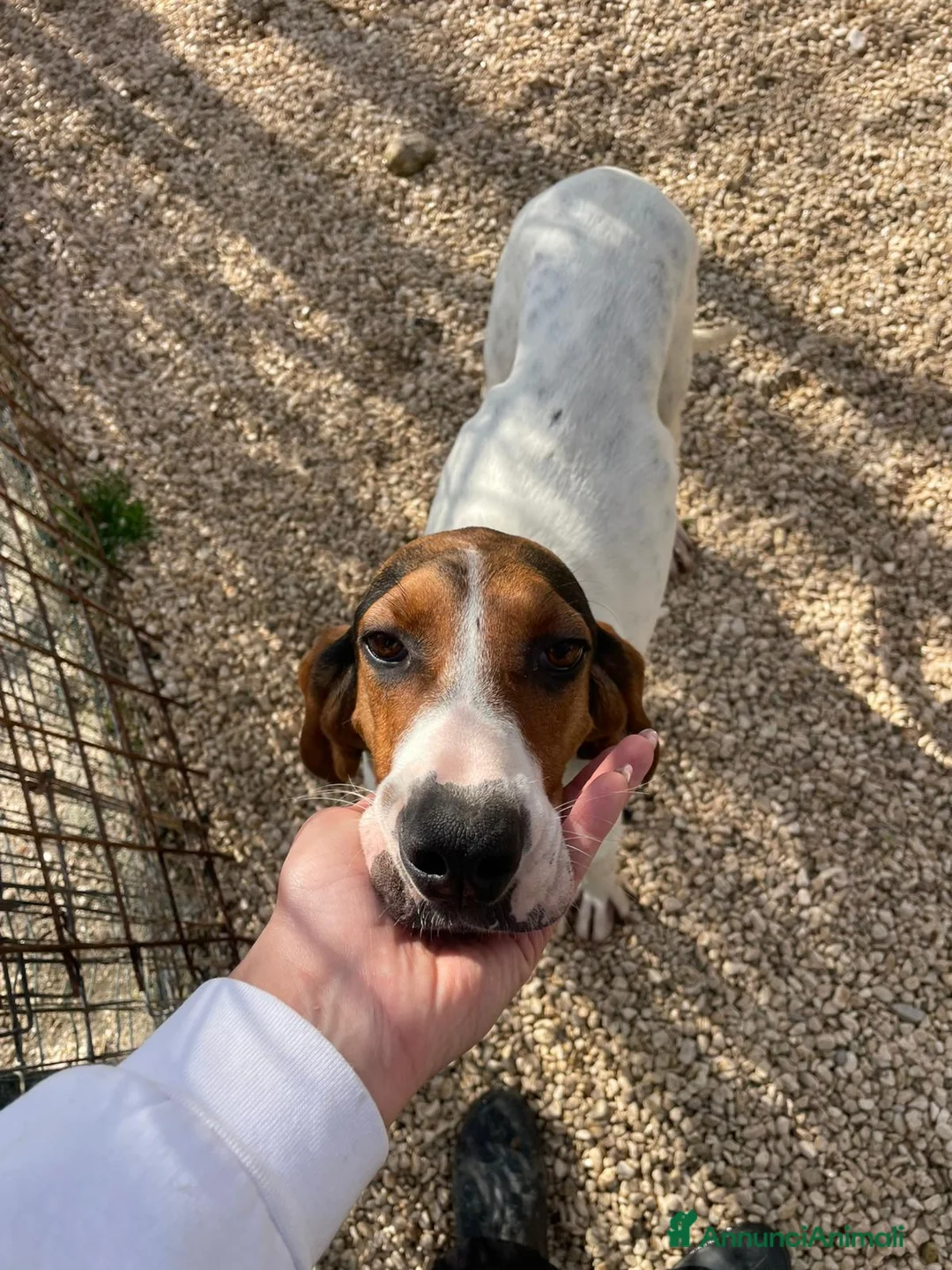 Segugio cani in regalo: APOLLO COSMO LEONE ORIONE a Città metropolitana di Roma Capitale - Annuncio 2