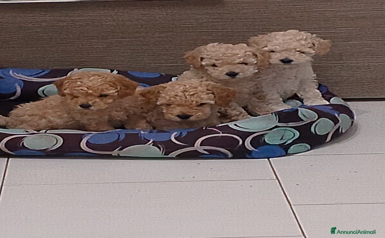 Barboncino cani a Provincia di Avellino - Annuncio 14