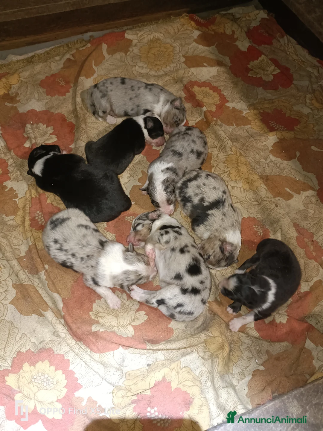 Australian Shepherd cani in vendita: Cuccioli di pastore australiano  - Annuncio 4