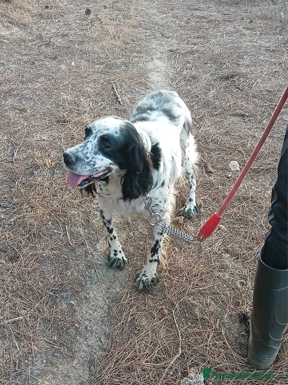 Setter Inglese cani Splendido Setter Inglese - JACK - Annuncio 12