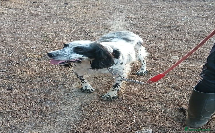 Setter Inglese cani Splendido Setter Inglese - JACK - Annuncio 9