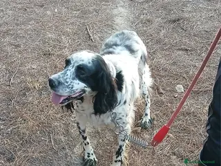 Setter Inglese cani Splendido Setter Inglese - JACK - Annuncio 8