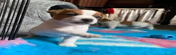Jack Russell cani in vendita: Jack Russell terrier pelo corto femmina pedigree - Annuncio 10