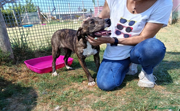 Meticcio cani a Provincia di Latina - Annuncio 8