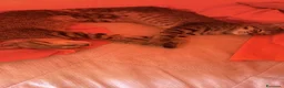 Altre razze gatti in regalo: Gattini  - Annuncio 9