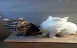 Maine Coon gatti per accoppiamento: Maine Coon per accoppiamento con pedigree - Immagine 5