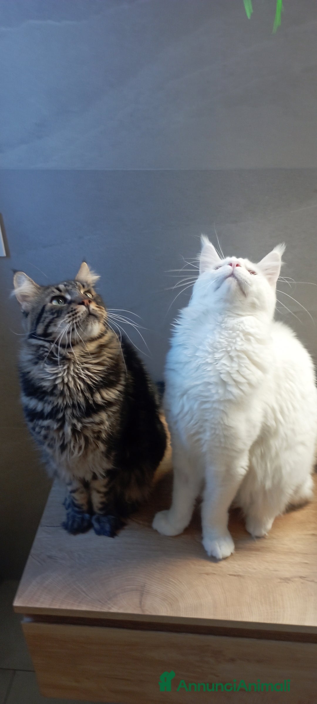 Maine Coon gatti per accoppiamento: Maine Coon per accoppiamento con pedigree - Annuncio 5