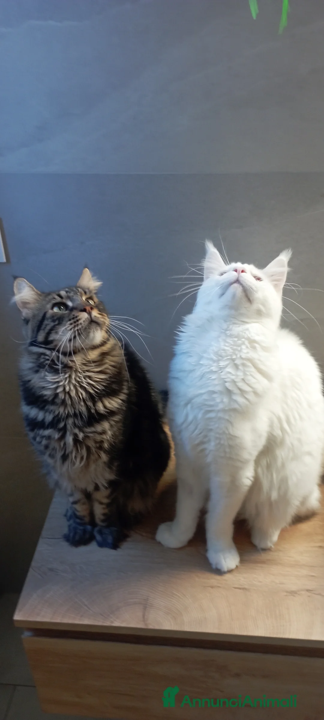 Maine Coon gatti per accoppiamento: Maine Coon per accoppiamento con pedigree - Annuncio 5